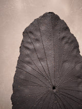 óte 74